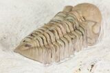 Detailed, Long Kainops Trilobite - Oklahoma #95686-2